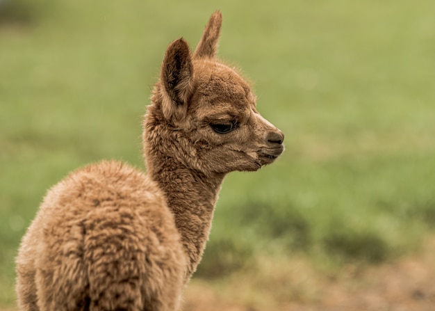 Free photo closeup shot of a brown llama in the field