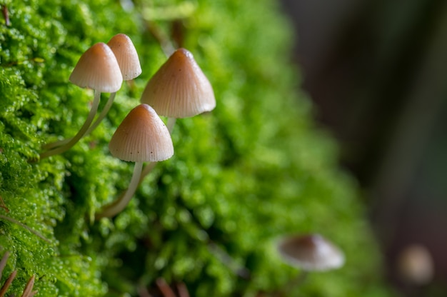 Closeup shot of brown mushrooms grown in the grass on a blurred