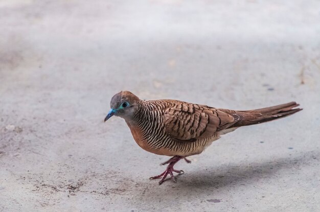 Closeup shot of a brown pigeon walking on concrete ground in Bangkok Asia