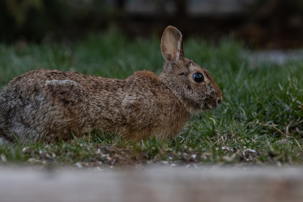 Free photo closeup shot of a brown rabbit on a grass ground