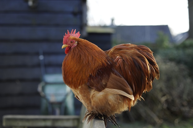 Closeup shot of a brown rooster