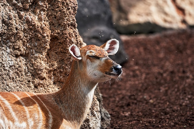 Free photo closeup shot of brown western sitatunga in a zoo