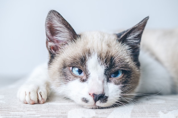 Closeup shot of the brown and white face of a cute blue-eyed cat