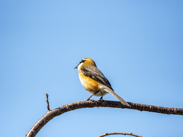 Free Photo closeup shot of a bull-headed shrike perched on a branch