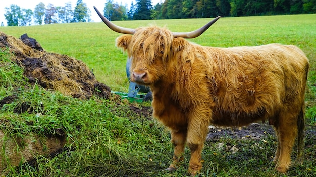 Closeup shot of bulls in a field