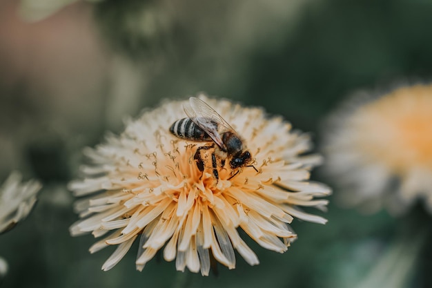 Free Photo closeup shot of a bumblebee collecting pollen on yellow chrysanthemum