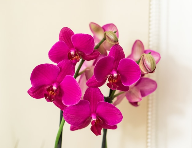 Closeup shot of a bunch of beautiful pink orchids