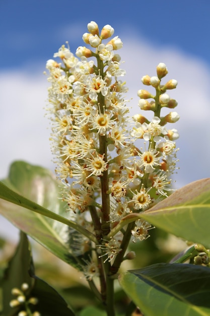 Closeup shot of a bundle of small flowers and buds in a garden