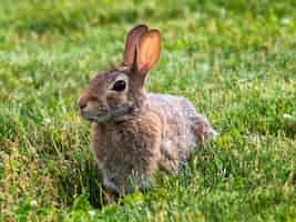 Free photo closeup shot of bunny rabbit with brown fur laying in the grass