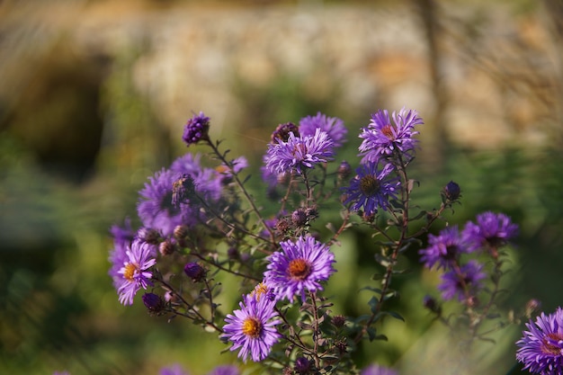 Free photo closeup shot of a bush of purple new england aster flowers