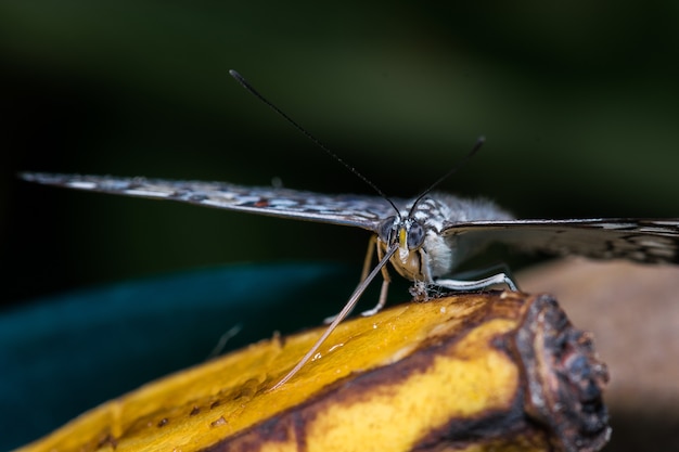 Free photo closeup shot of a butterfly eating a banana