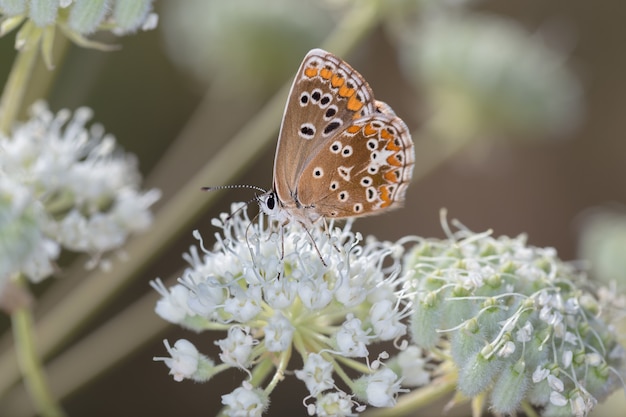 Free photo closeup shot of a butterfly on a flower in a forest