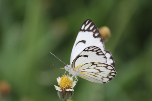 Closeup shot of a butterfly sitting on a flower