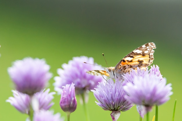 Free photo closeup shot of a butterfly sitting on a purple flower