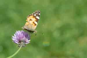 Free photo closeup shot of a butterfly sitting on a purple flower