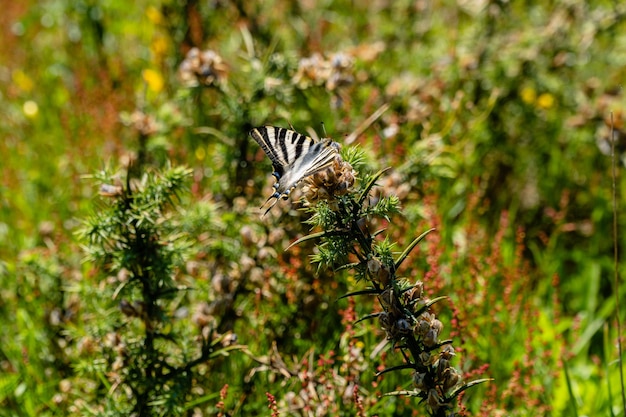 Closeup shot of a butterfly on a wild plant