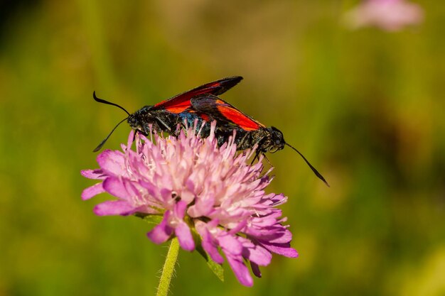 Closeup shot of a butterfly with red spots on the wings on the lilac flower with green background