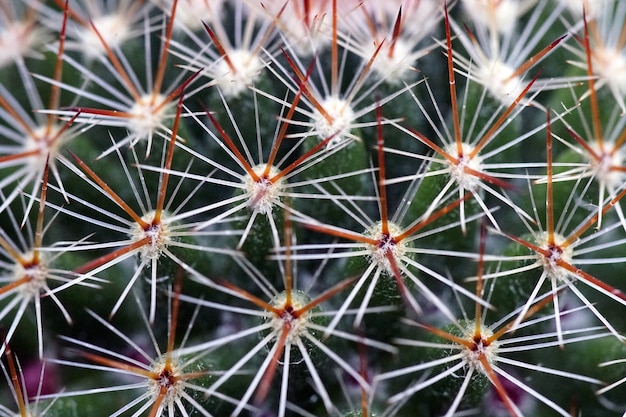 Closeup shot of a cactus with needles during daytime