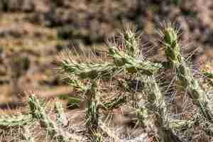 Free photo closeup shot of a cactus with spikes and blurred background