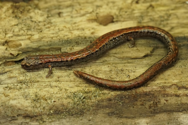 Closeup shot of California slender salamander on a wooden surface