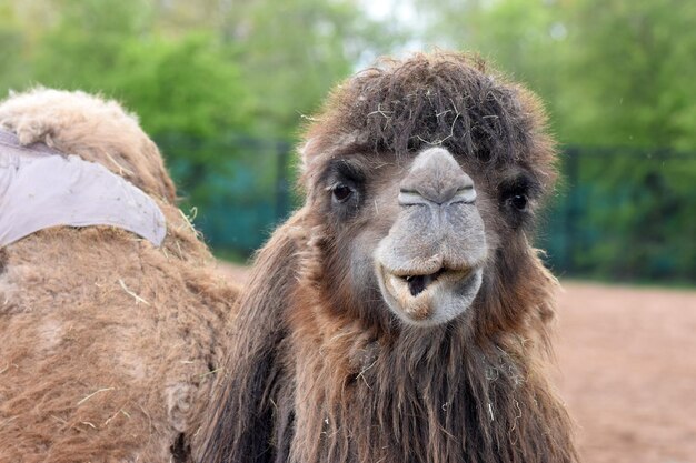 Closeup shot of a camel during the daytime in the zoo