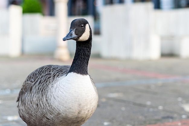 Free photo closeup shot of a canadian goose on a harbor