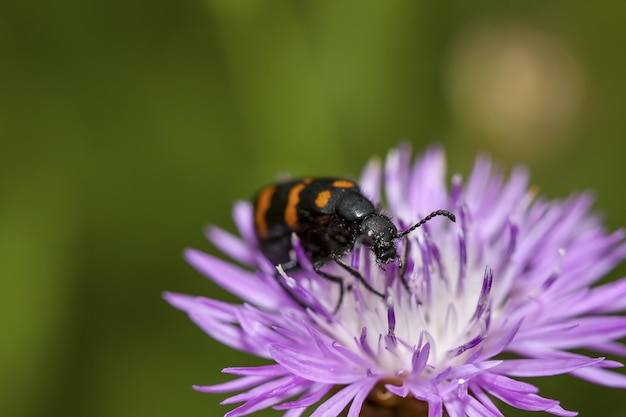 Closeup shot of a Castiarina beetle feeding on a purple flower