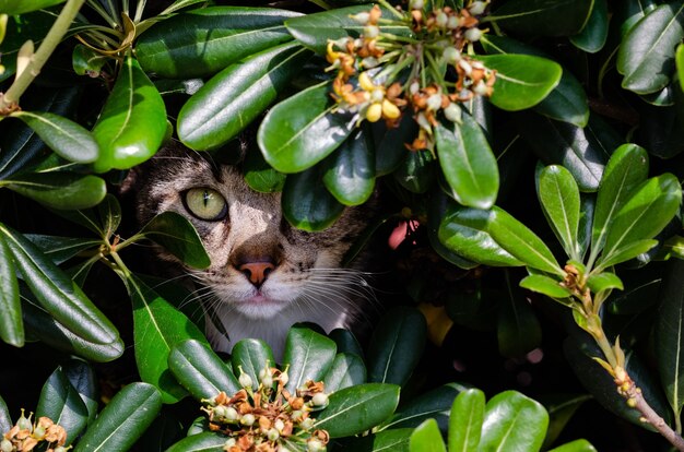 Closeup shot of a cat under green leaves