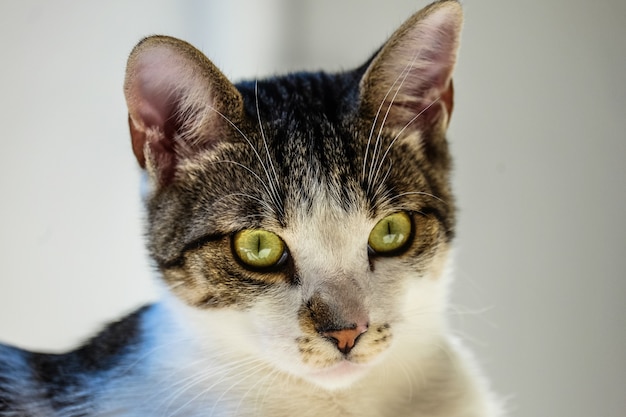 Closeup shot of a cat looking at the camera with a blurred background