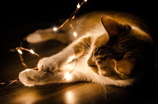 Free Photo closeup shot of a cat playing an orange series light in the dark