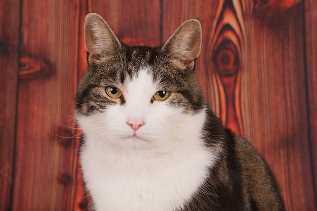 Closeup shot of a cat sitting in front of a wooden looking at the camera