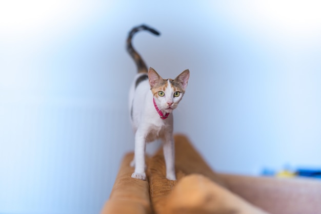 Closeup shot of a cat staning in a couch in the living room