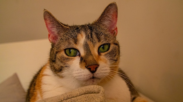 Free photo closeup shot of a cat with green eyes resting on a couch