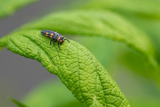 Free photo closeup shot of the caterpillar of a ladybug on a green leaf