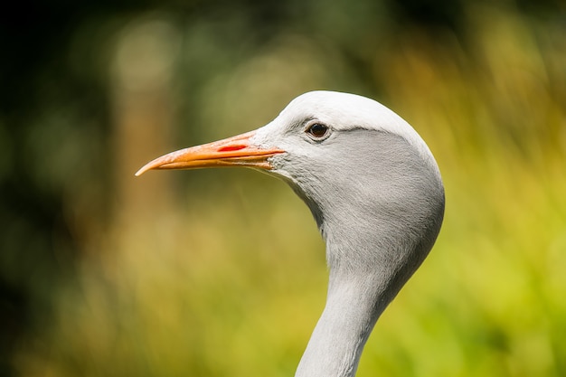 Closeup shot of a cattle egret bird with a blurred