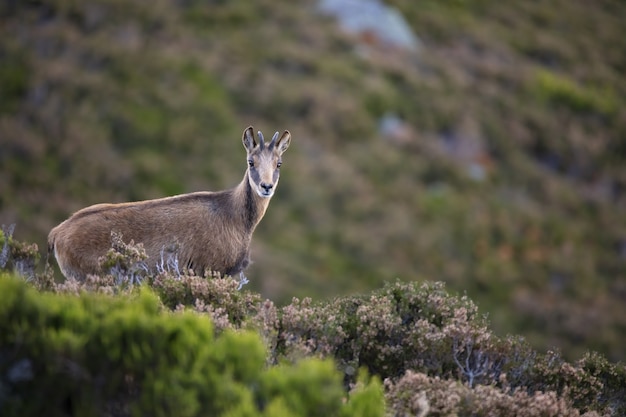 Free photo closeup shot of a chamois in summer mountains