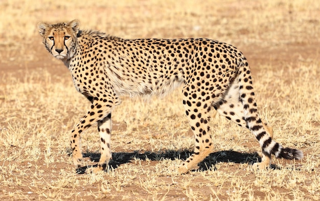 Closeup shot of a cheetah walking on the savanna plane of Nambia