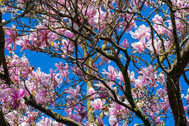 Free Photo closeup shot of cherry blossom trees under a clear blue sky