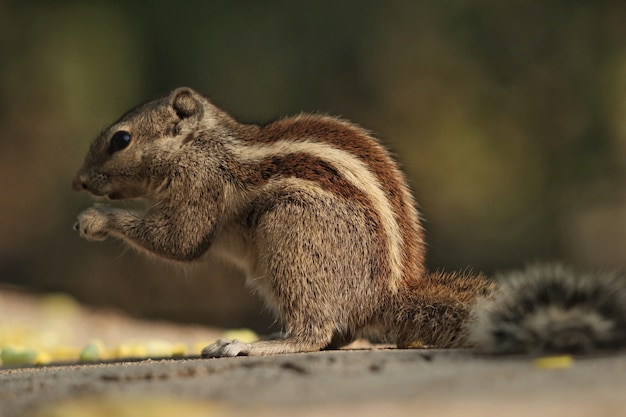 Closeup shot of a chipmunk eating a nut