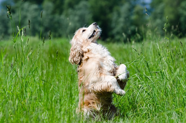 Free photo closeup shot of a cocker spaniel dog standing on the two paws in the green field