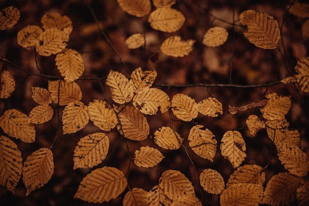 Free photo closeup shot of colorful autumn leaves on branches