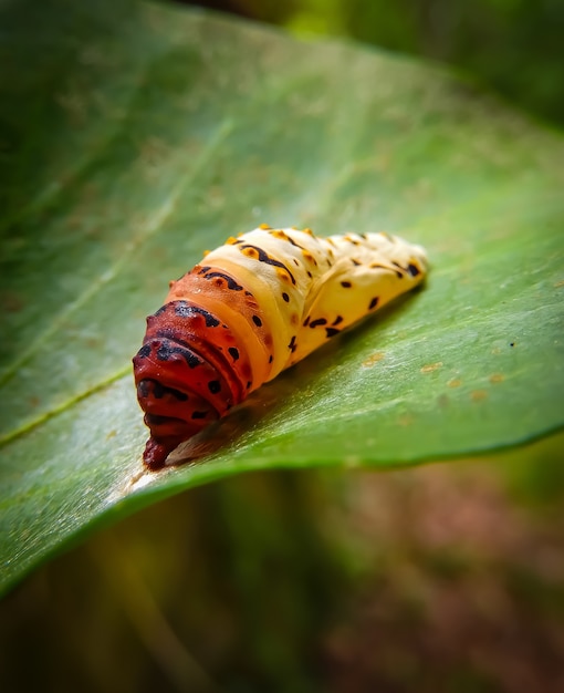 Free Photo closeup shot of colorful caterpillar on a leaf