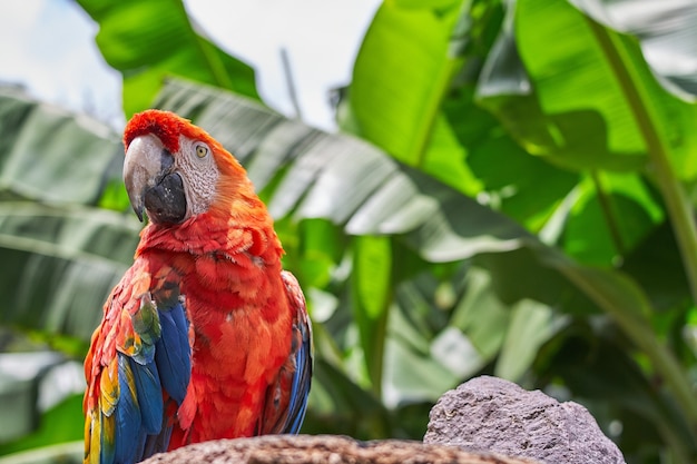 Closeup shot of a colorful parrot with big green leaves on the