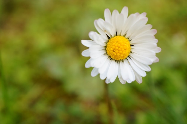 Closeup shot of a Common Daisy