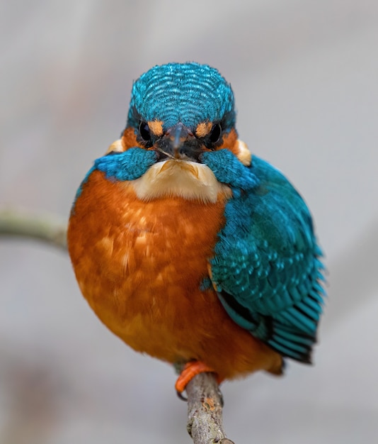 Free Photo closeup shot of a common kingfisher bird on a branch