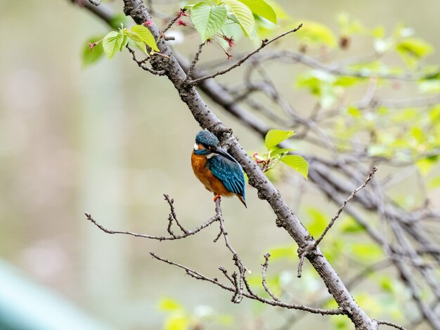 Closeup shot of a common kingfisher in a Japanese park on a blurred background