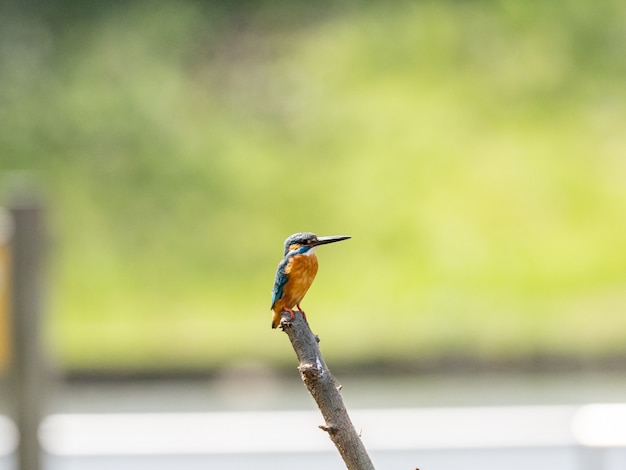 Closeup shot of common kingfisher perched on a tree branch