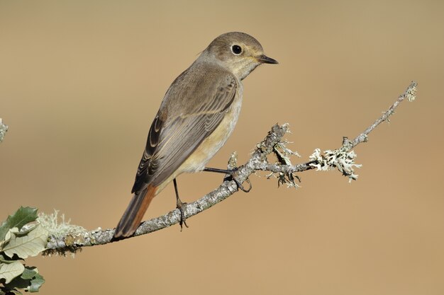 Closeup shot of a Common Redstart bird perched on a tree branch - Phoenicurus Phoenicurus