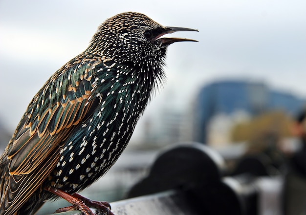 Closeup shot of a common starling