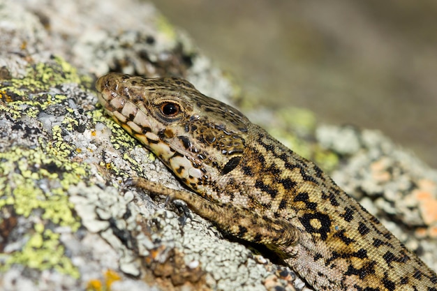 Free Photo closeup shot of a common wall lizard